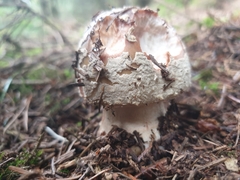 Amanita rubescens