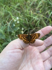 Boloria dia