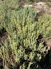 Salicornia pacifica