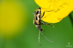 Brachyta interrogationis