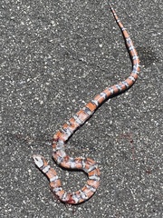 Lampropeltis zonata