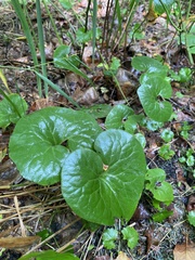 Asarum