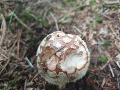 Amanita rubescens