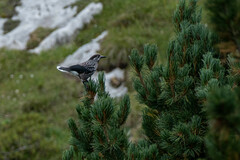 Nucifraga caryocatactes