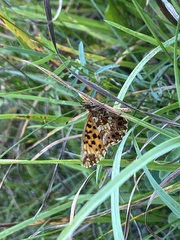 Boloria dia