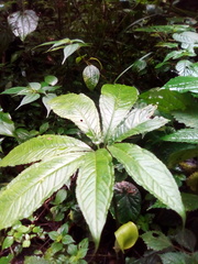 Arisaema mildbraedii image