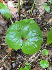 Asarum