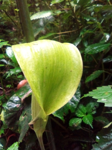 Arisaema mildbraedii image