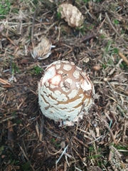 Amanita rubescens