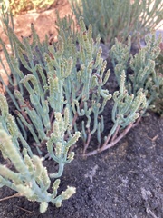 Salicornia pacifica