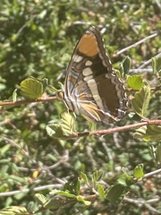 Adelpha californica