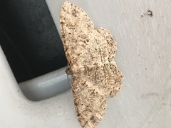 Melanolophia