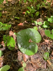 Asarum canadense