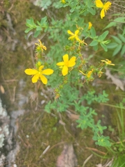 Hypericum perforatum