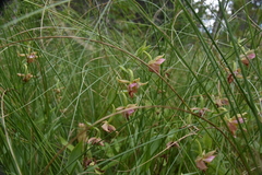 Epipactis gigantea