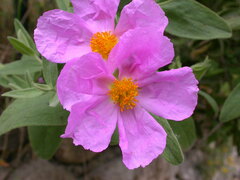 Cistus albidus