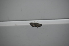 Eupithecia miserulata