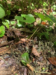 Asarum canadense