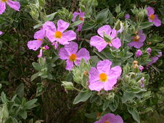 Cistus albidus