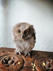 Megascops guatemalae