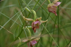 Epipactis gigantea