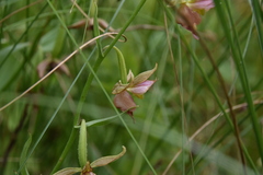 Epipactis gigantea