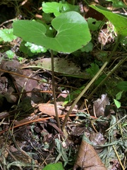 Asarum canadense