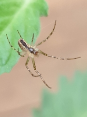 Metellina segmentata