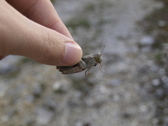 Oedipoda germanica