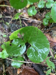 Asarum