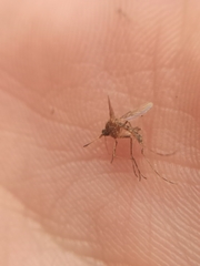 Coquillettidia richiardii