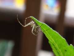 Metellina segmentata