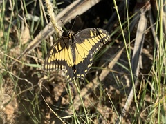 Papilio polyxenes rudkini