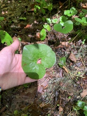 Asarum canadense