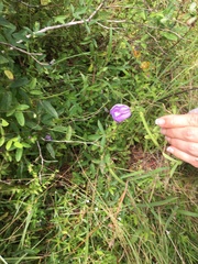 Centrosema virginianum