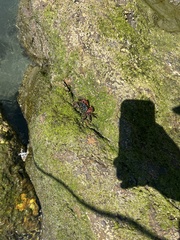 Pachygrapsus crassipes