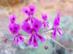 Pelargonium echinatum