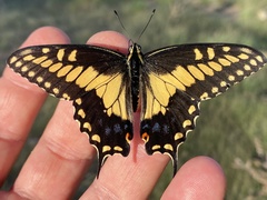 Papilio polyxenes rudkini