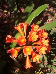 Clivia