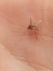 Coquillettidia richiardii