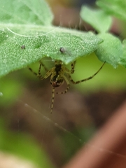 Metellina segmentata