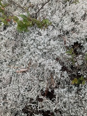 Cladonia rangiferina