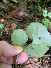 Asarum canadense