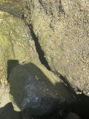 Pachygrapsus crassipes