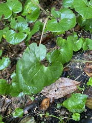 Asarum canadense