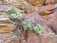 Pelargonium echinatum