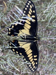 Papilio polyxenes rudkini
