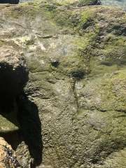 Pachygrapsus crassipes