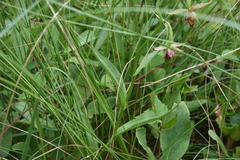 Epipactis gigantea