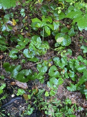 Asarum canadense